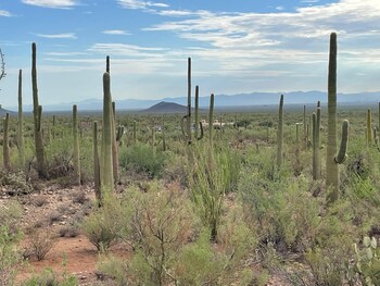 saguaroglamp