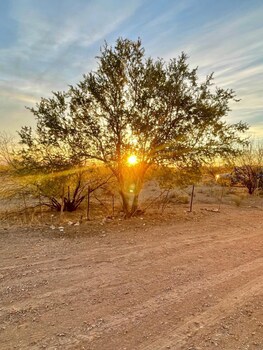 saguaroglamp