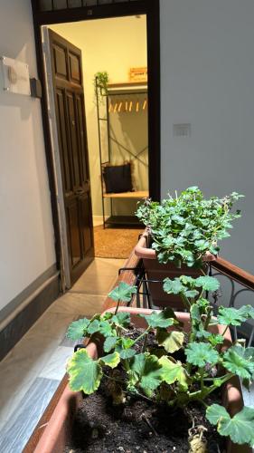 suites domus fysi