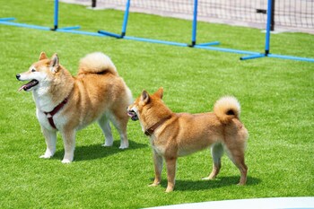 hanyu
