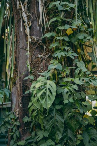 chilamate rainforest beach retreat