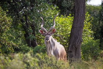 hoedspruit