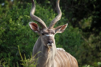 hoedspruit