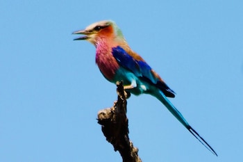 hoedspruit