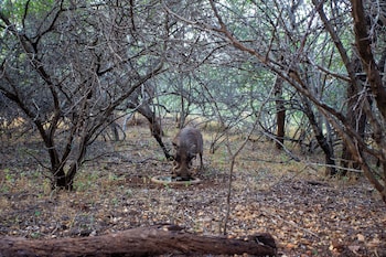 hoedspruit