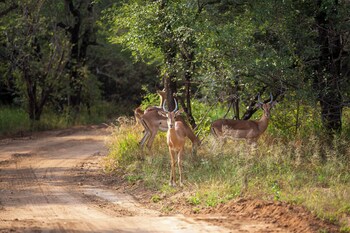 hoedspruit