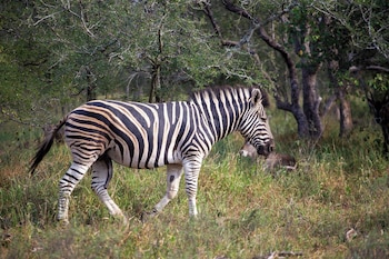 hoedspruit