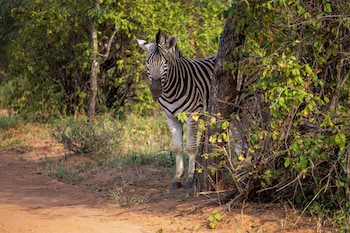 hoedspruit