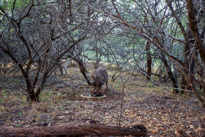 etnika manor house