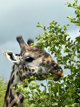 moyoni africa lodge and tours
