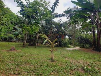 corcovado green parrot