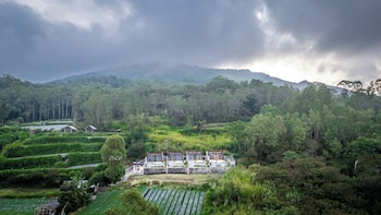 the jungle sunrise