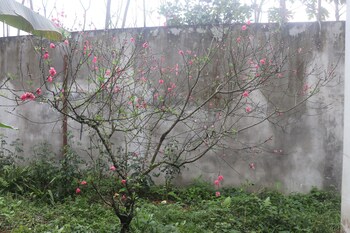atash eco village homestay van hoi