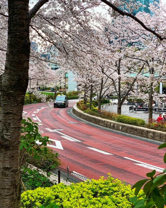 illi rug hamamatsucho