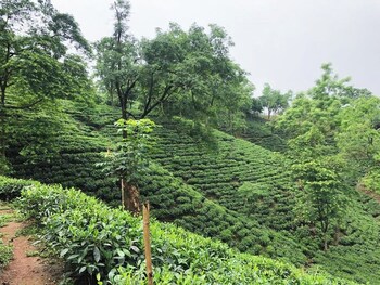 amchong park and resorts