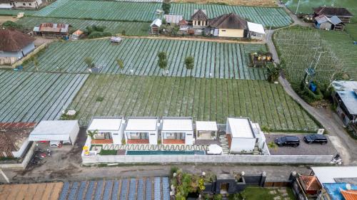 kintamani