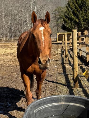 saddleview bed and breakfast