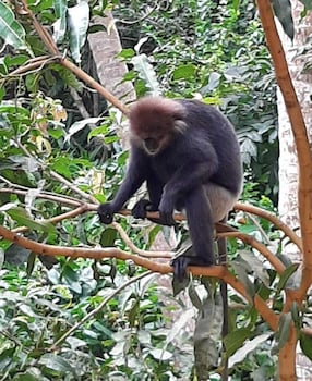 unawatuna nature villa