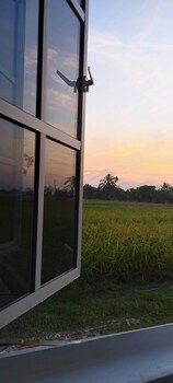 arau
