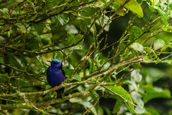 hotel holistico monteverde