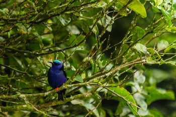 hotel holistico monteverde
