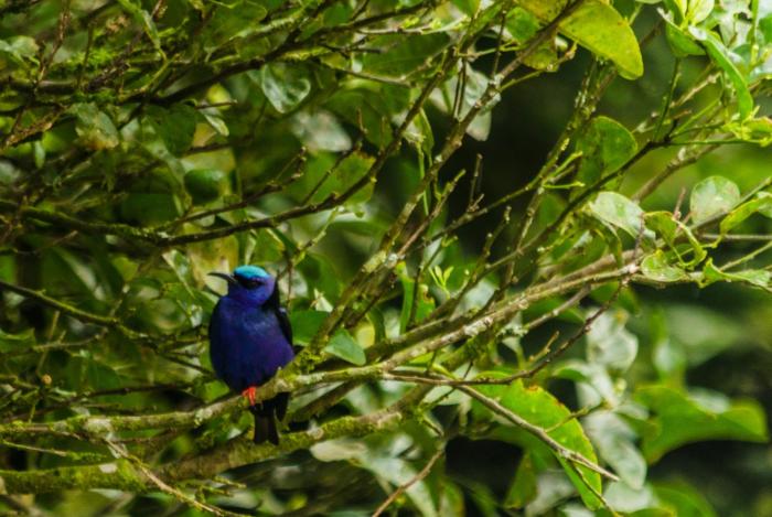 hotel holistico monteverde
