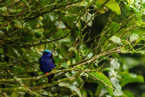 hotel holistico monteverde
