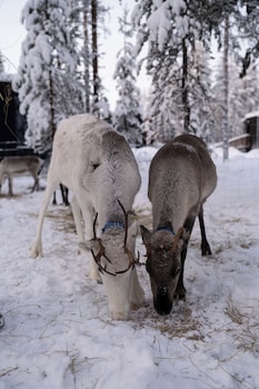 noa villas aurora lapland resort