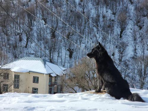 dilijan