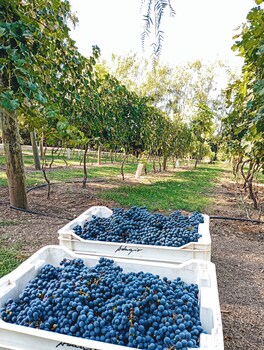 finca la saucina