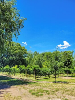 finca la saucina