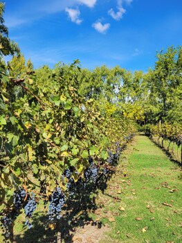 finca la saucina