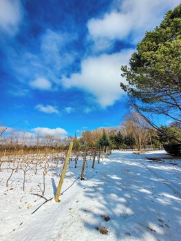 finca la saucina