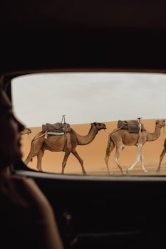 sultana merzouga camp