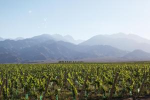 casa de uco vineyards and wine hotel