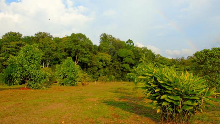 corcovado tropical garden