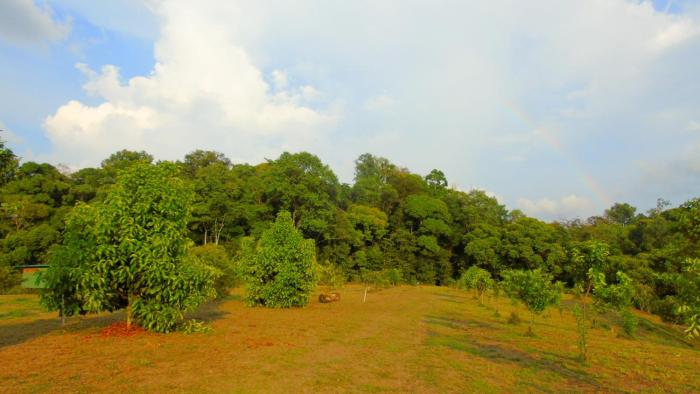 corcovado tropical garden