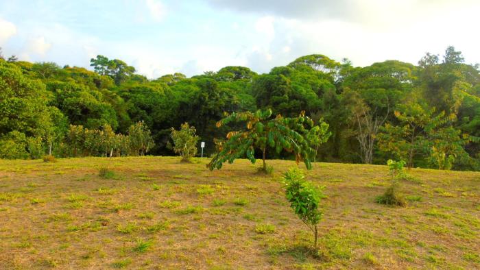corcovado tropical garden