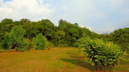 corcovado tropical garden