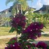 the hip resort khao lak