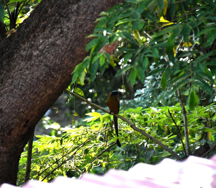minca seasons birds