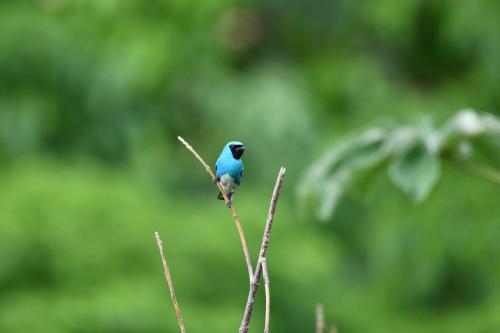 minca seasons birds