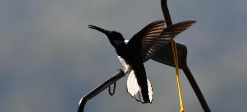 minca seasons birds