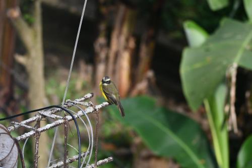 minca seasons birds