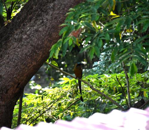 minca seasons birds