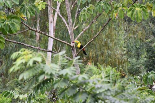 minca seasons birds