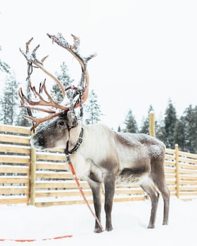 lapland winter park chalets