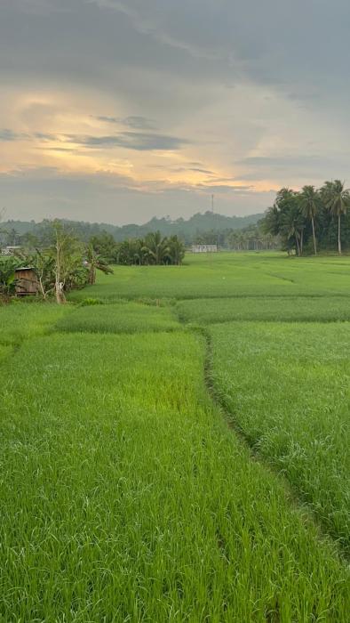 lalies inn