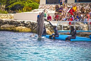 the royal sea aquarium resort