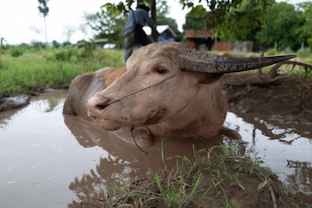 thammachatphan farm